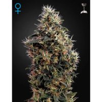 Green House Seeds Sweet Mango Auto - feminised