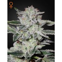 Green House Seeds Sweet Valley Kush - feminised