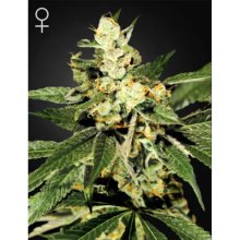 Green House Seeds Train Wreck - feminised