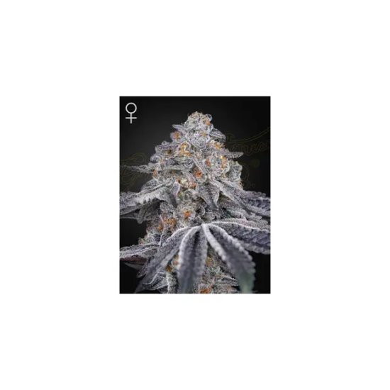 Green House Seeds Velvet Moon - feminised