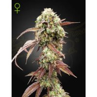 Green House Seeds West Coast OG X Gelato 41 Auto - feminised