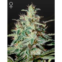 Green House Seeds White Lemon - feminised