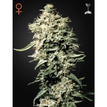 Green House Seeds White Rhino - feminised