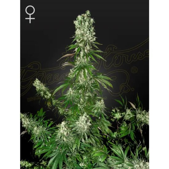 Green House Seeds White Strawberry Skunk - feminised