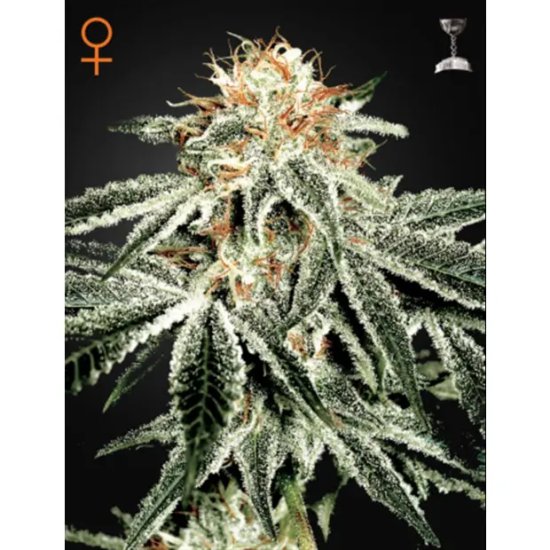 Green House Seeds White Widow - feminised