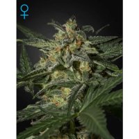 Green House Seeds White Widow Auto - feminised