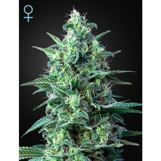 Green House Seeds White Widow Auto CBD - feminised