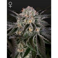 Green House Seeds Wonder Pie - feminised