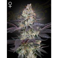 Green House Seeds Ztrawberry - feminised