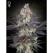 Green House Seeds Ztrawberry - feminised