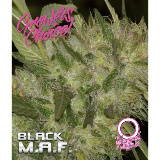 Growers Choice Black M.A.F. - feminised