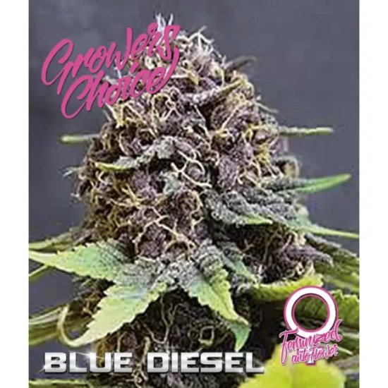 Growers Choice Blue Diesel Auto - feminised