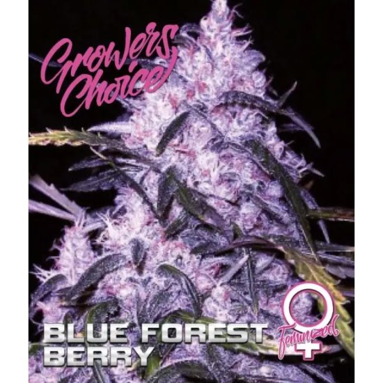 Growers Choice Blue Forest Berry - feminised