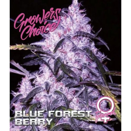 Growers Choice Blue Forestberry Auto - feminised