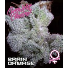 Growers Choice Braindamage - feminised