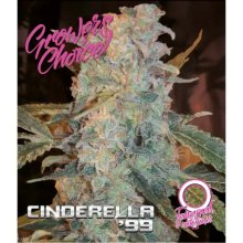 Growers Choice Cinderella 99 - feminised