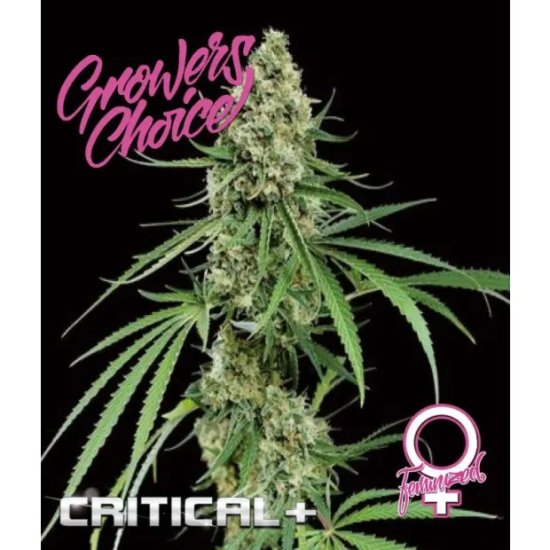 Growers Choice Critical+ - feminised