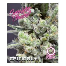 Growers Choice Critical+ Auto - feminised