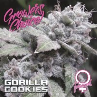 Growers Choice Gorilla Cookies - feminised