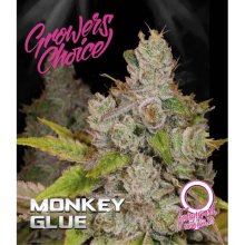 Growers Choice Monkey Glue Auto - feminised