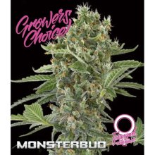 Growers Choice Monsterbud Auto - feminised