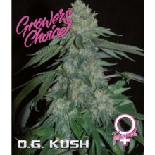 Growers Choice OG Kush - feminised