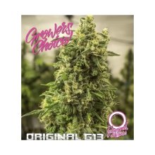 Growers Choice Original G13 Auto - feminised