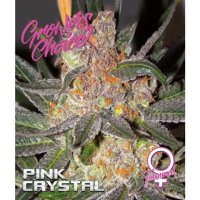 Growers Choice Pink Crystal - feminised