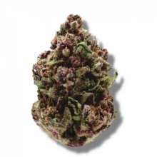 Growers Choice Pink Magic Fast Version - feminised