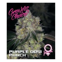 Growers Choice Purple Dosi Punch - feminised