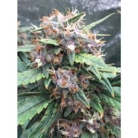 Growers Choice Red Banana Berry - feminised