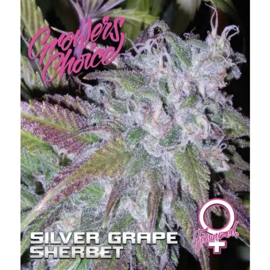 Growers Choice Silver Grape Sherbet - feminised