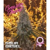 Growers Choice Sour Diesel - feminised