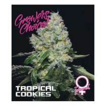 Growers Choice Tropical Cookies - feminised