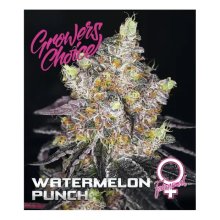 Growers Choice Watermelon Punch - feminised