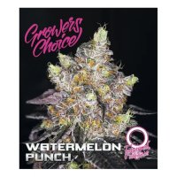 Growers Choice Watermelon Punch Auto - feminised