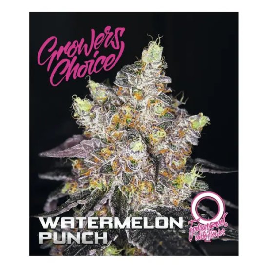 Growers Choice Watermelon Punch Auto - feminised