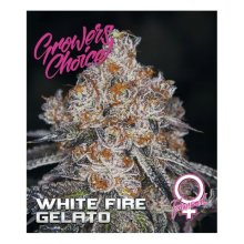 Growers Choice White Fire Gelato - feminised