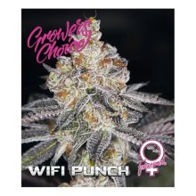 Growers Choice Wifi Punch - feminised