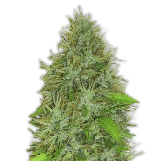 Heavyweight Seeds 2 Fast 2 Vast Auto - feminised