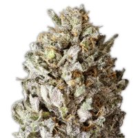 Heavyweight Seeds Diesel Drift - feminised