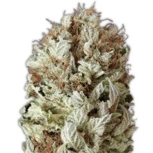 Heavyweight Seeds Extreme Impact Auto - feminised