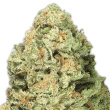 Heavyweight Seeds Fruit Punch - feminised