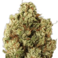 Heavyweight Seeds Green Ninja - feminised