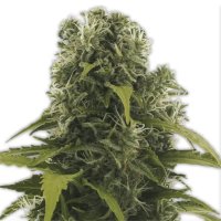 Heavyweight Seeds High Density Auto - feminised