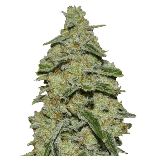 Heavyweight Seeds Lemon Cake - feminised