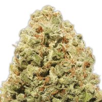 Heavyweight Seeds Strawberry Cake - feminised