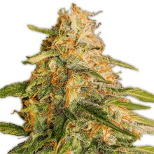 Heavyweight Seeds Tropic Punch - feminised