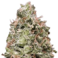 Heavyweight Seeds Waist Deep Auto - feminised