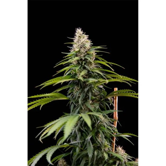 HGG Jack Herer - feminised